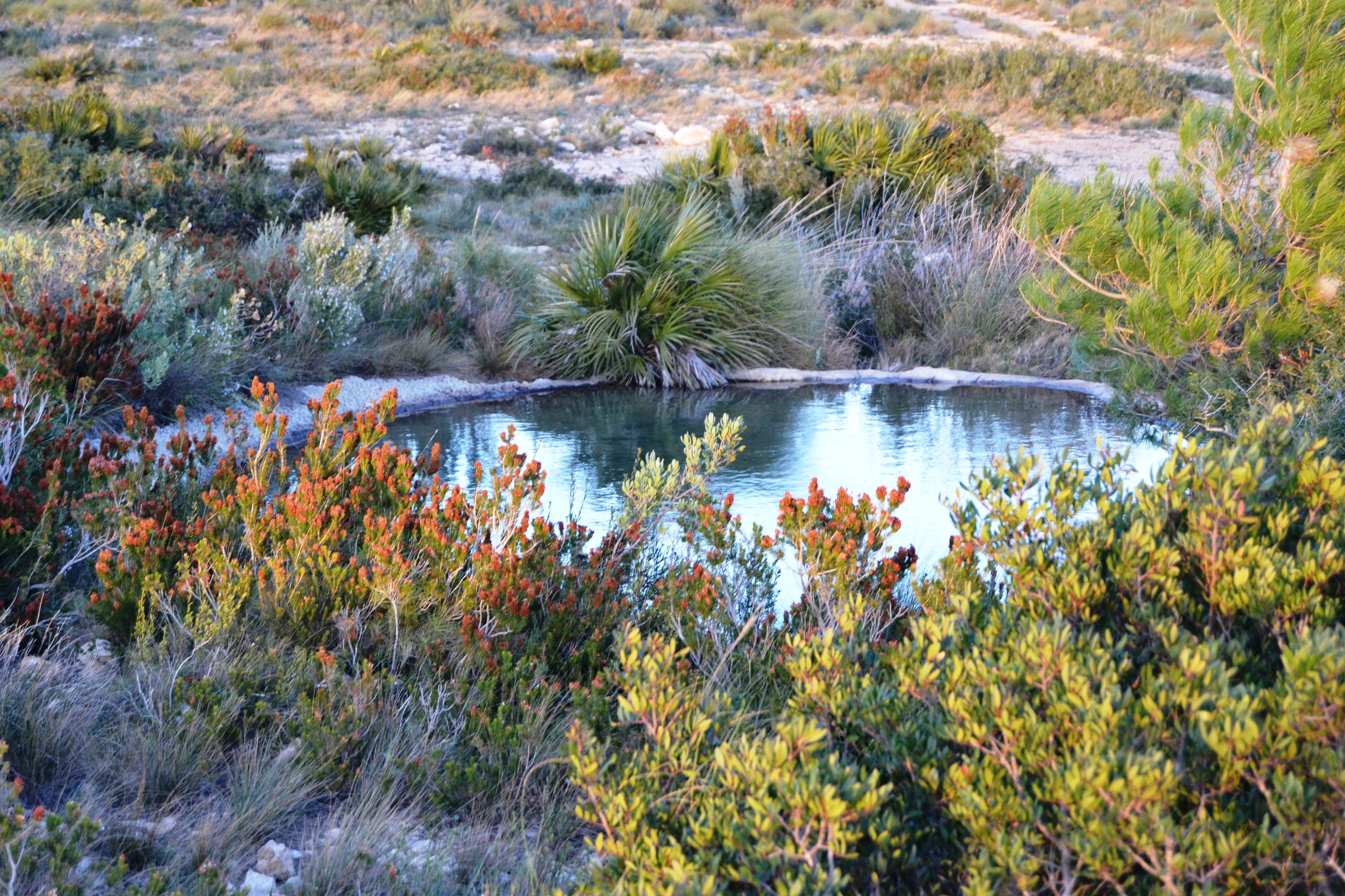Coto de Pons