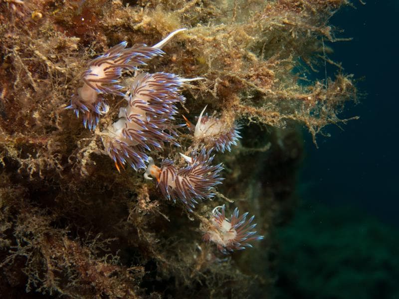 Diving excursion or outing - Ametlla Diving (Authorised PADI diving centre #24626)