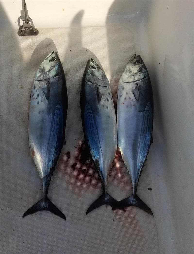 Pesca - Mementos Serveis Marítims