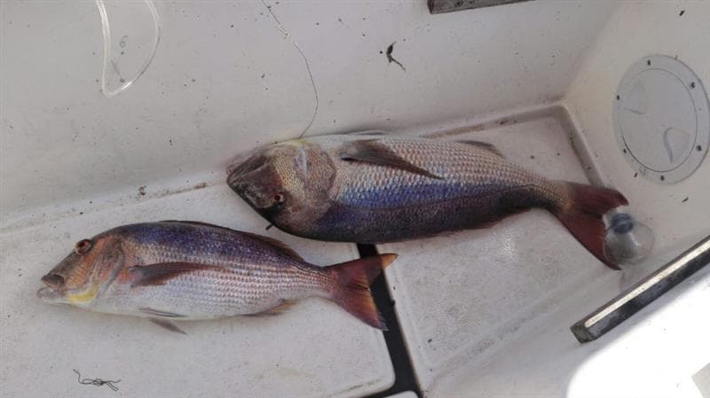 Pesca - Mementos Serveis Marítims