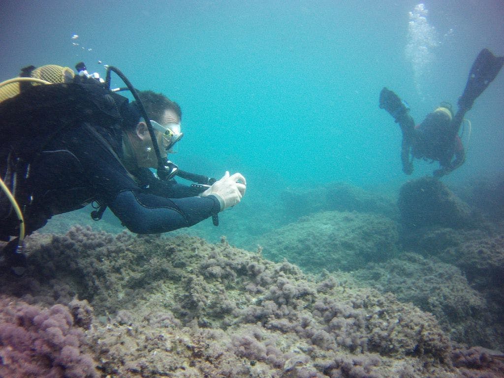 Marina Diving