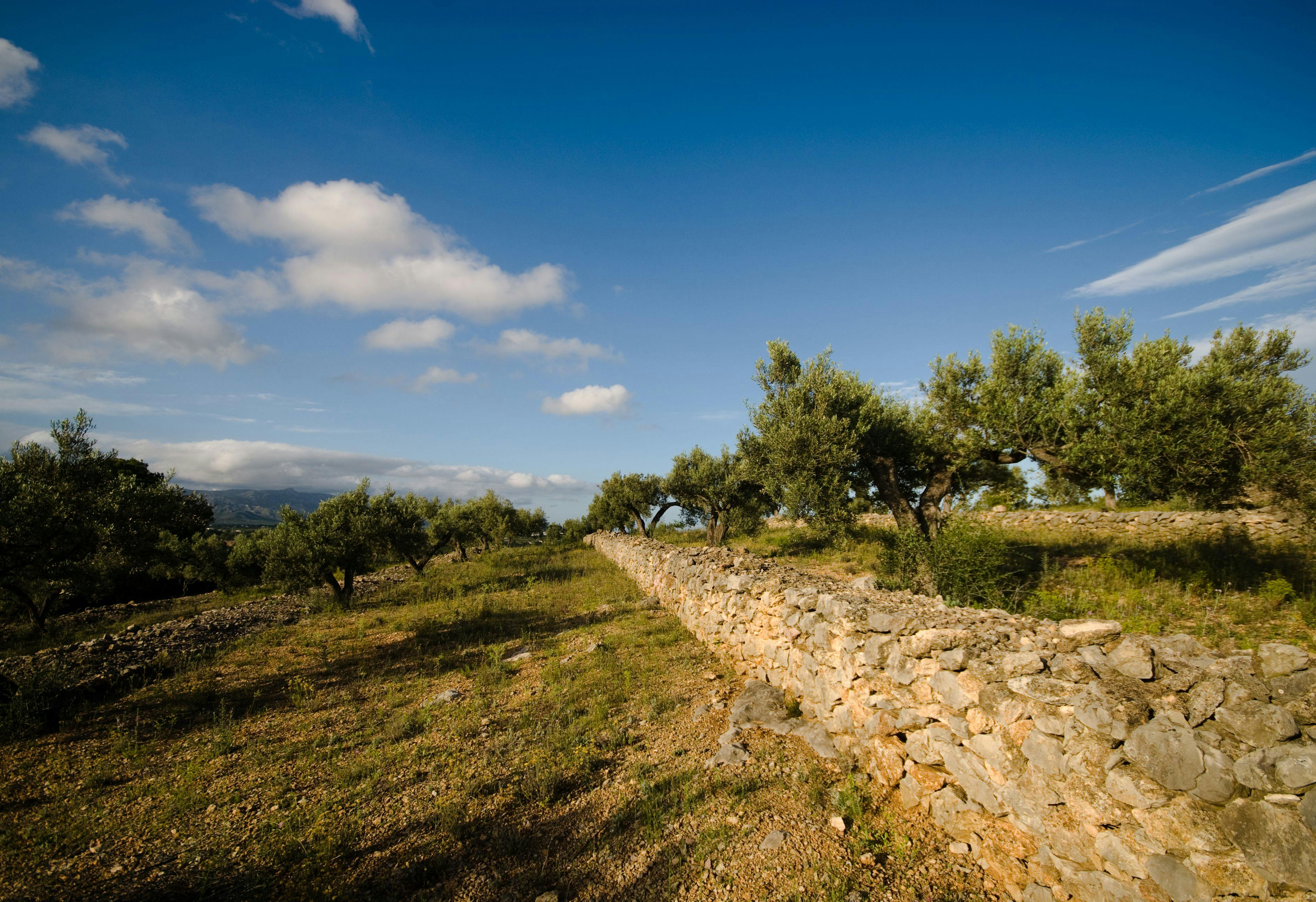Ruta de les oliveres