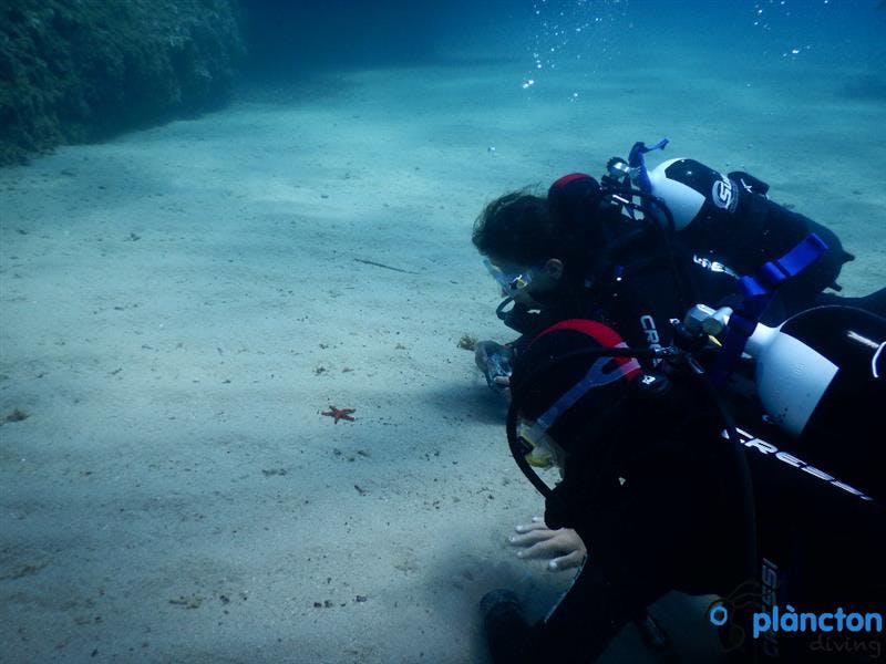 Diving with oceanographers - Plàncton Diving
