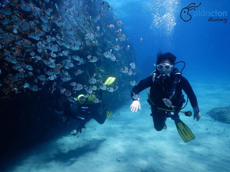 Diving with oceanographers - Plàncton Diving