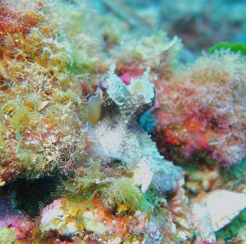 Excursion plongée sous-marine - Ametlla Diving (Centre de Busseig PADI Autorizado #24626)