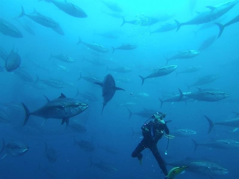 Tuna Tour Diving