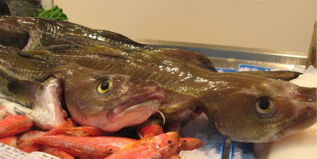 Jornadas gastronómicas del pescado de lonja y del Arrossejat 