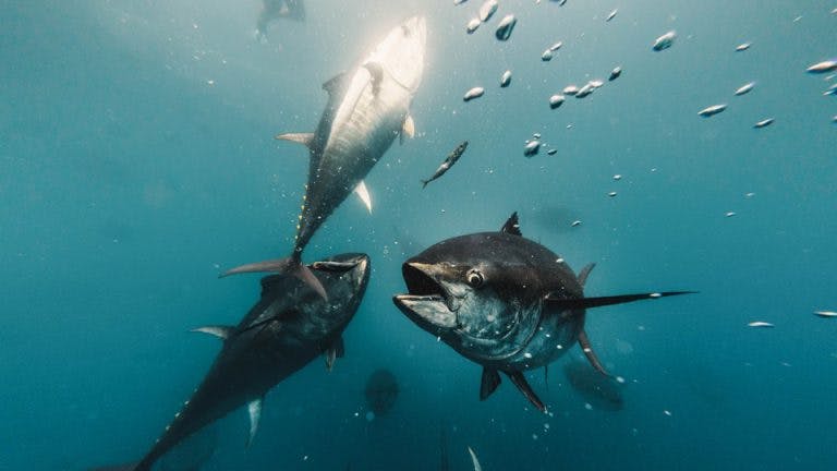 Balfegó celebra l’augment de la quota internacional de tonyina roja per al proper trienni