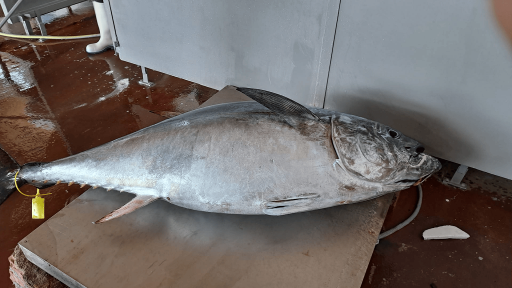 Es pesquen les primeres tonyines a les arts menors caleres, en una campanya que permet capturar menys quilos per embarcació